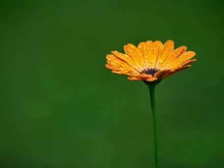 Fleurs avec une profondeur de champ étendue prises avec la technique de Focus Stacking et l'objectif M.Zuiko ED 50-200mm F2.8 IS PRO.