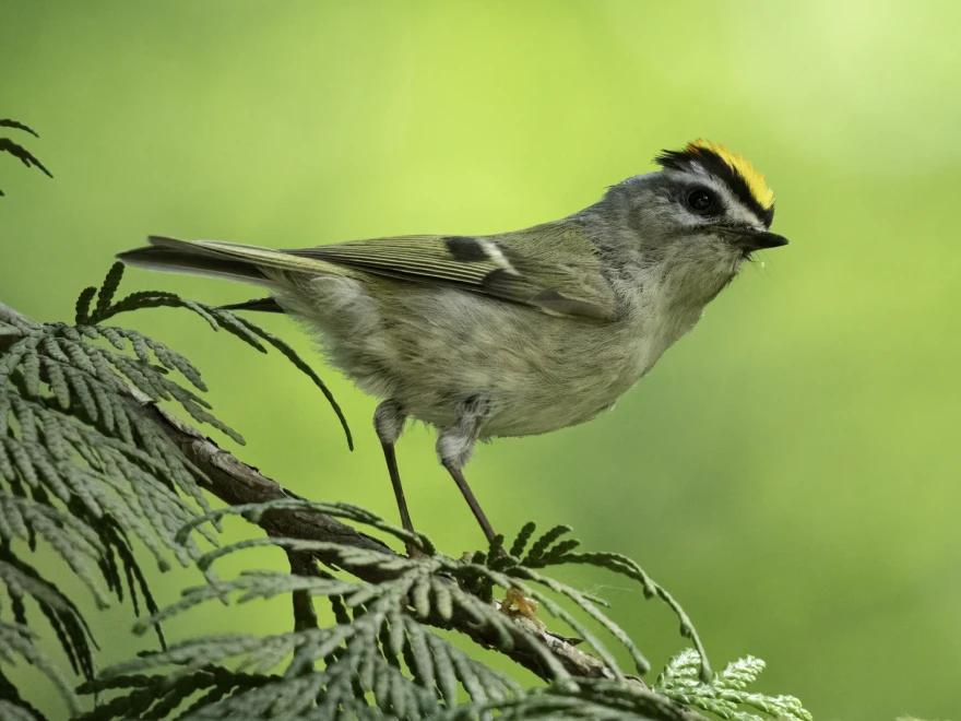 Birding sitting on a tree branch.