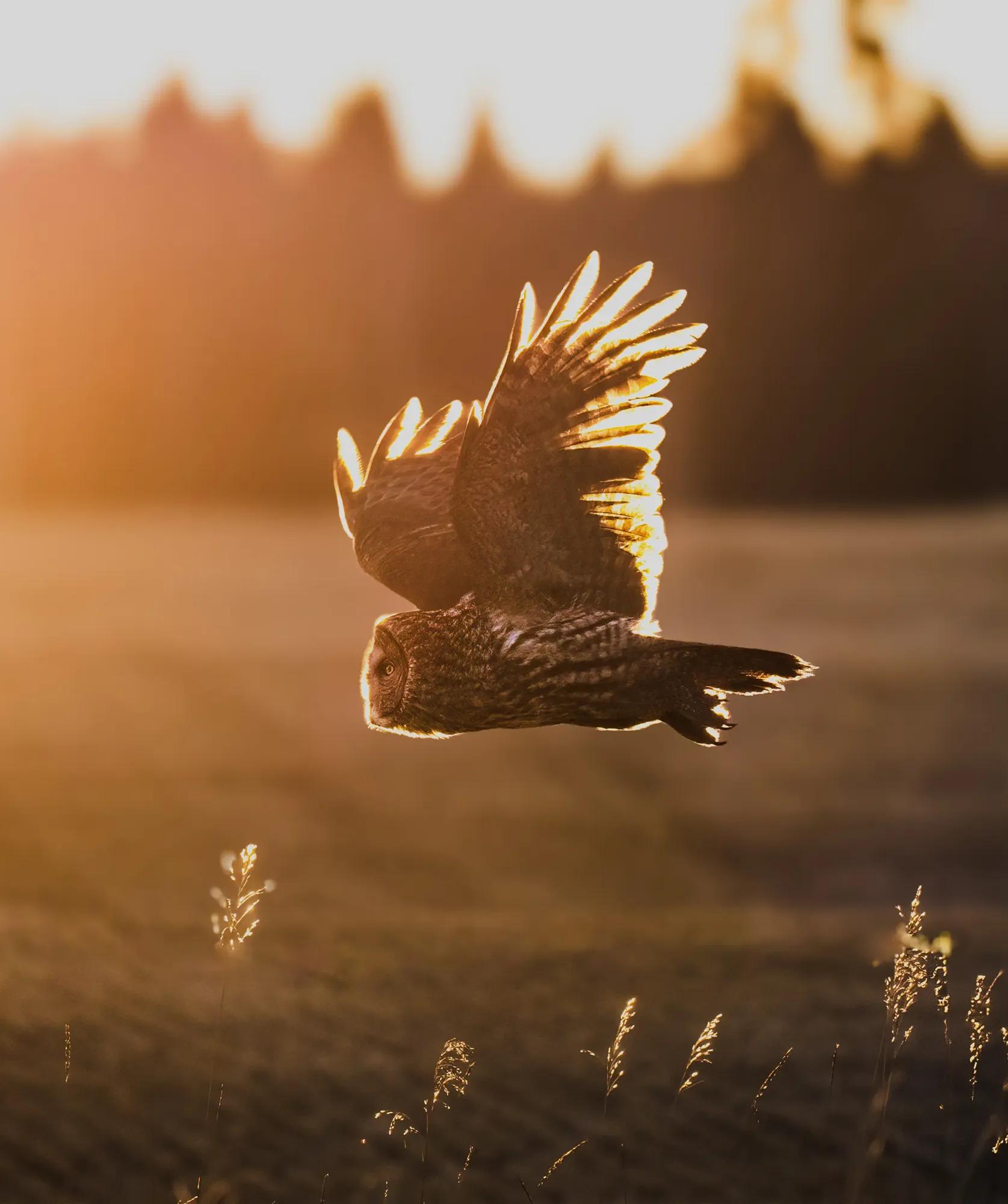Birding Ambassador Gallery Chris Image 4