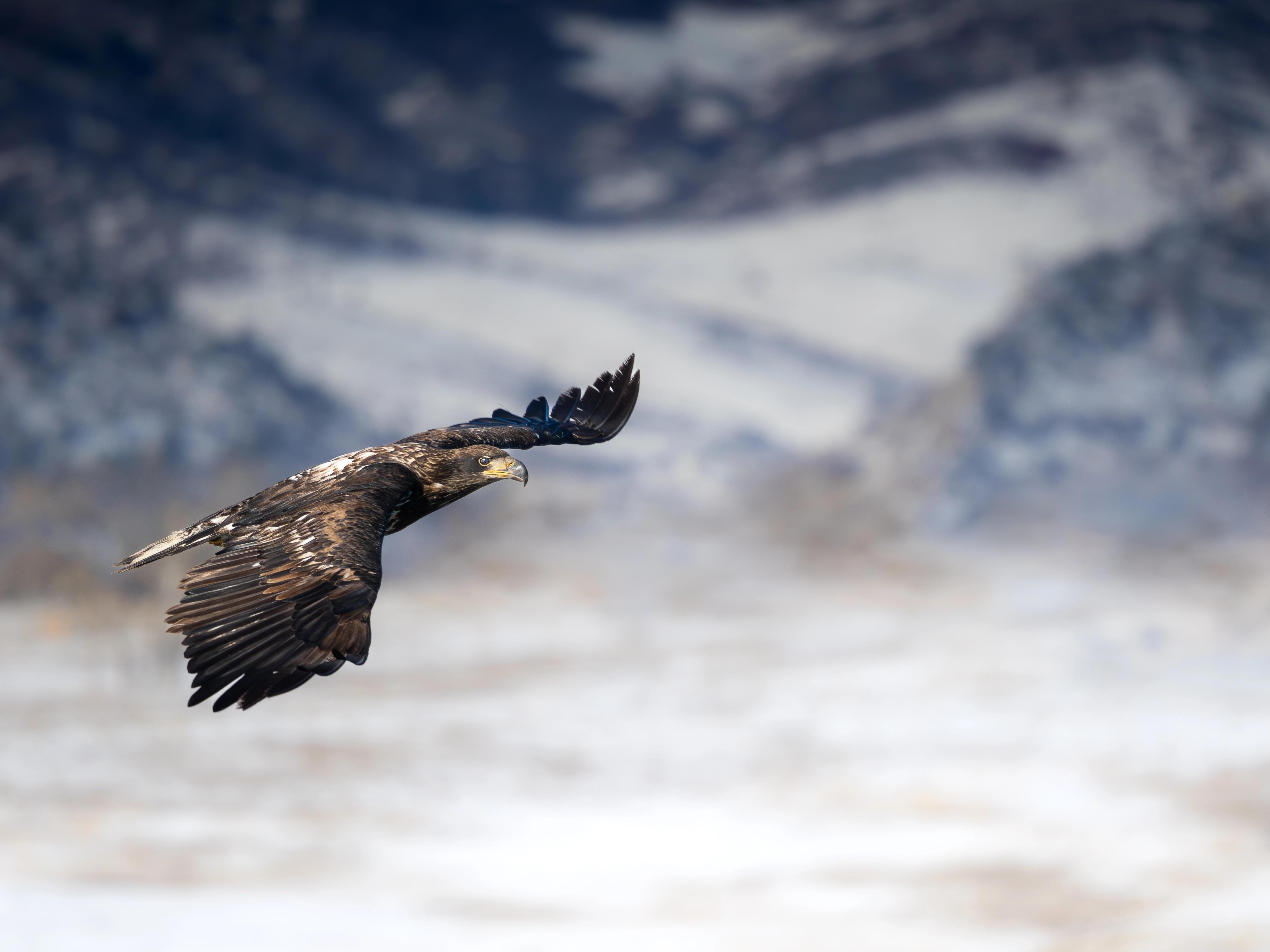 Birding Ambassador Gallery Tiffany Image 5