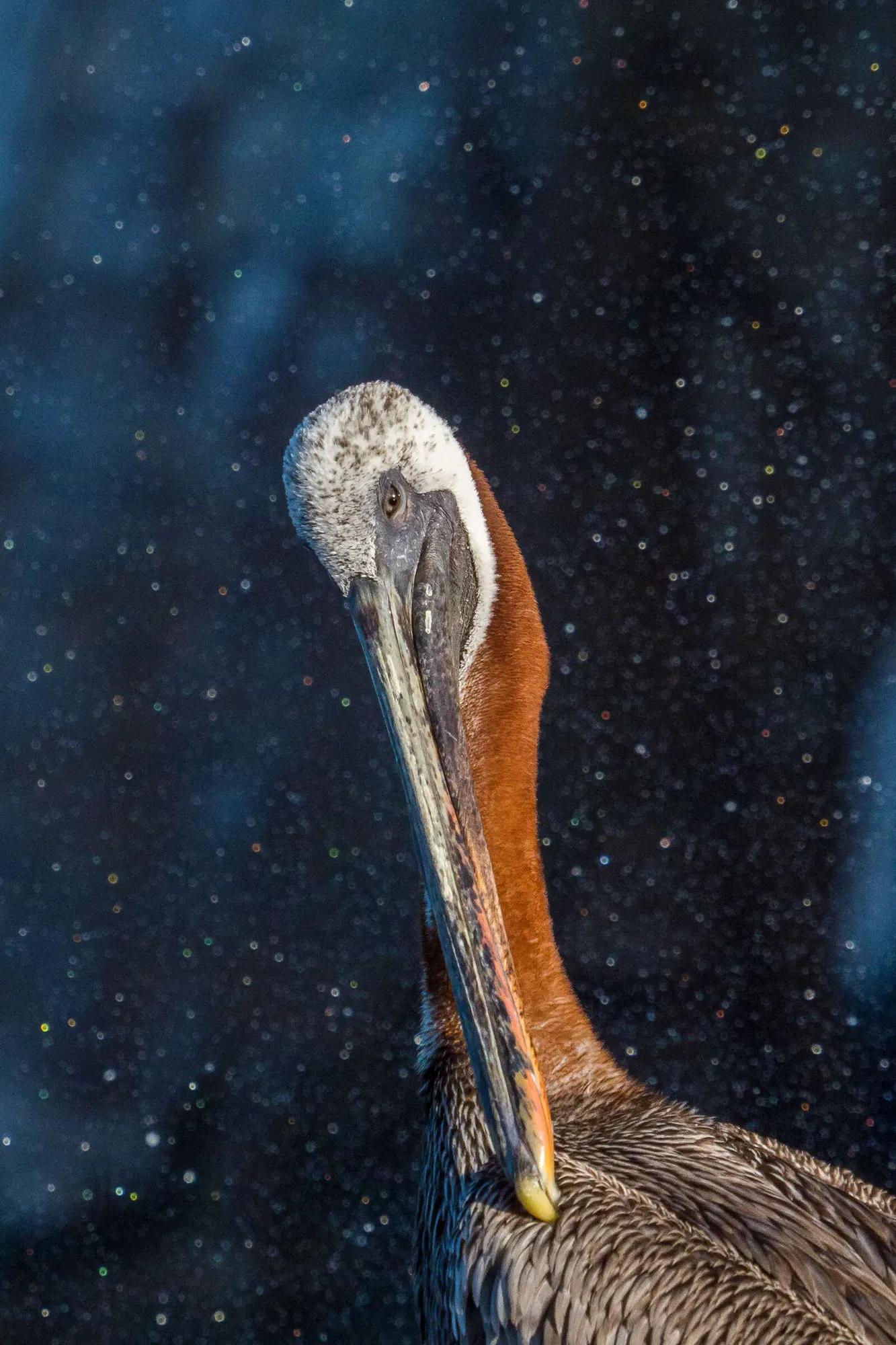 Birding Ambassador Gallery Lee Image 3