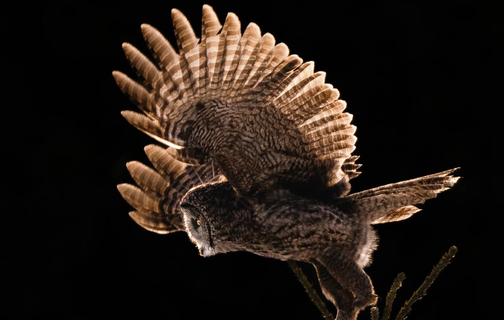 Owl spreading it's wings to take off from a tree branch.