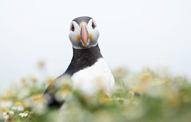 sweetpotatobotzuikodigital 50-200mm他 Buy M.Zuiko Digital ED 50-200mm F2.8 IS PRO From OM SYSTEM