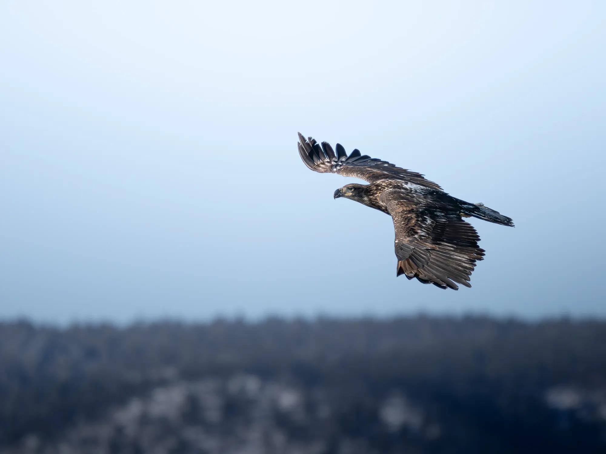 Birding Ambassador Gallery Tiffany Image 2