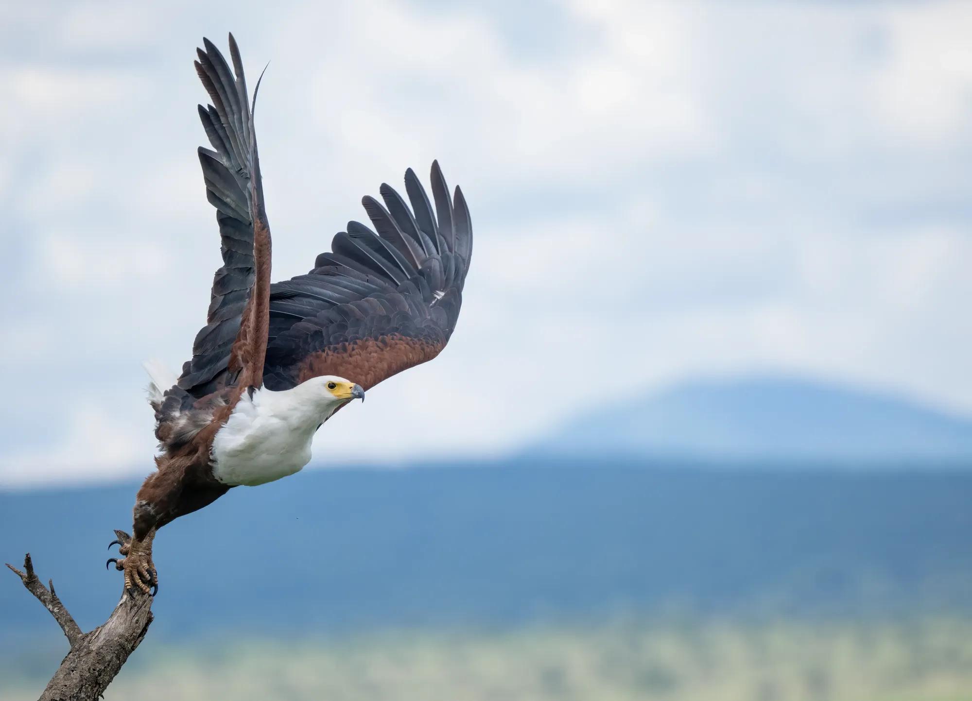 Birding Ambassador Gallery Ben Image 2