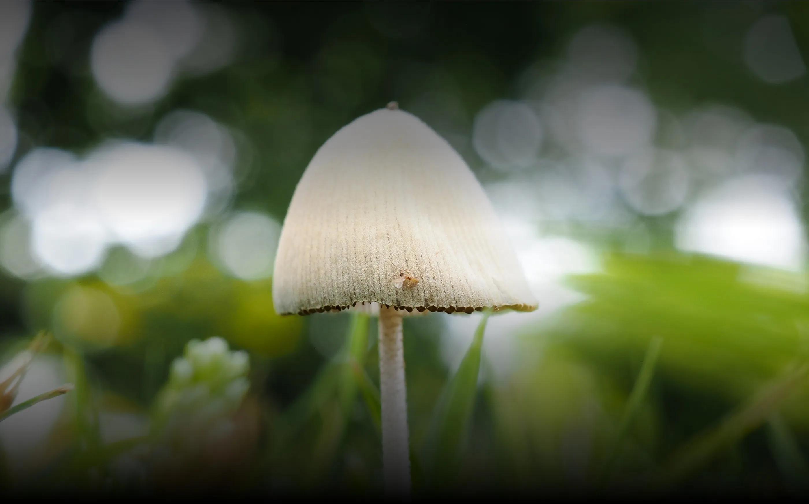 Explore M.Zuiko Digital ED 30mm F3.5 Macro Lens From OM SYSTEM