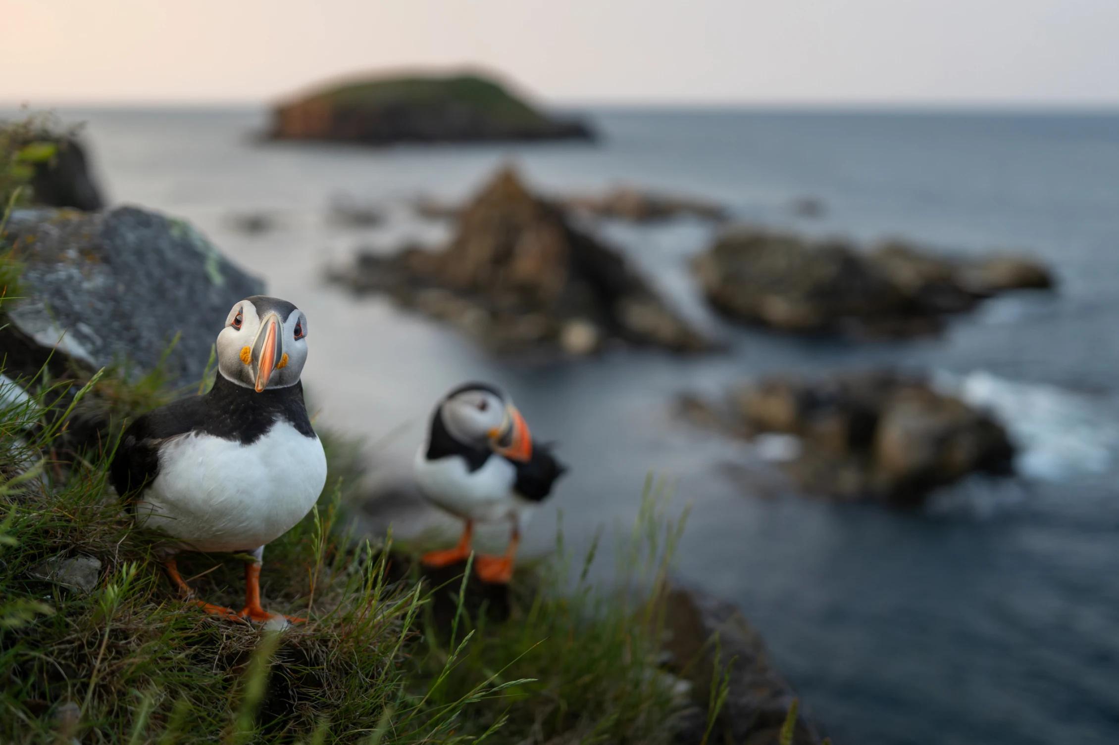 Puffins in the forground on grass with blurry rock islands in the background