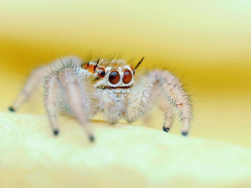 Gallery image Christian Brockes spider