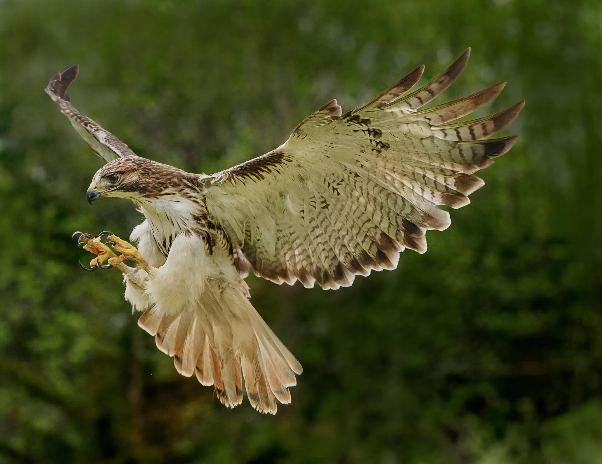 Birding Home Gallery Lisa Image 3