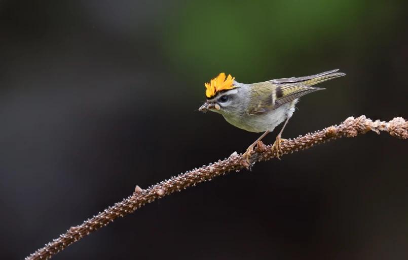 Roitelet à couronne dorée sur une branche, photographié avec l'OM-1 Mark II et l'objectif M.Zuiko ED 50-200mm F2.8 IS PRO.