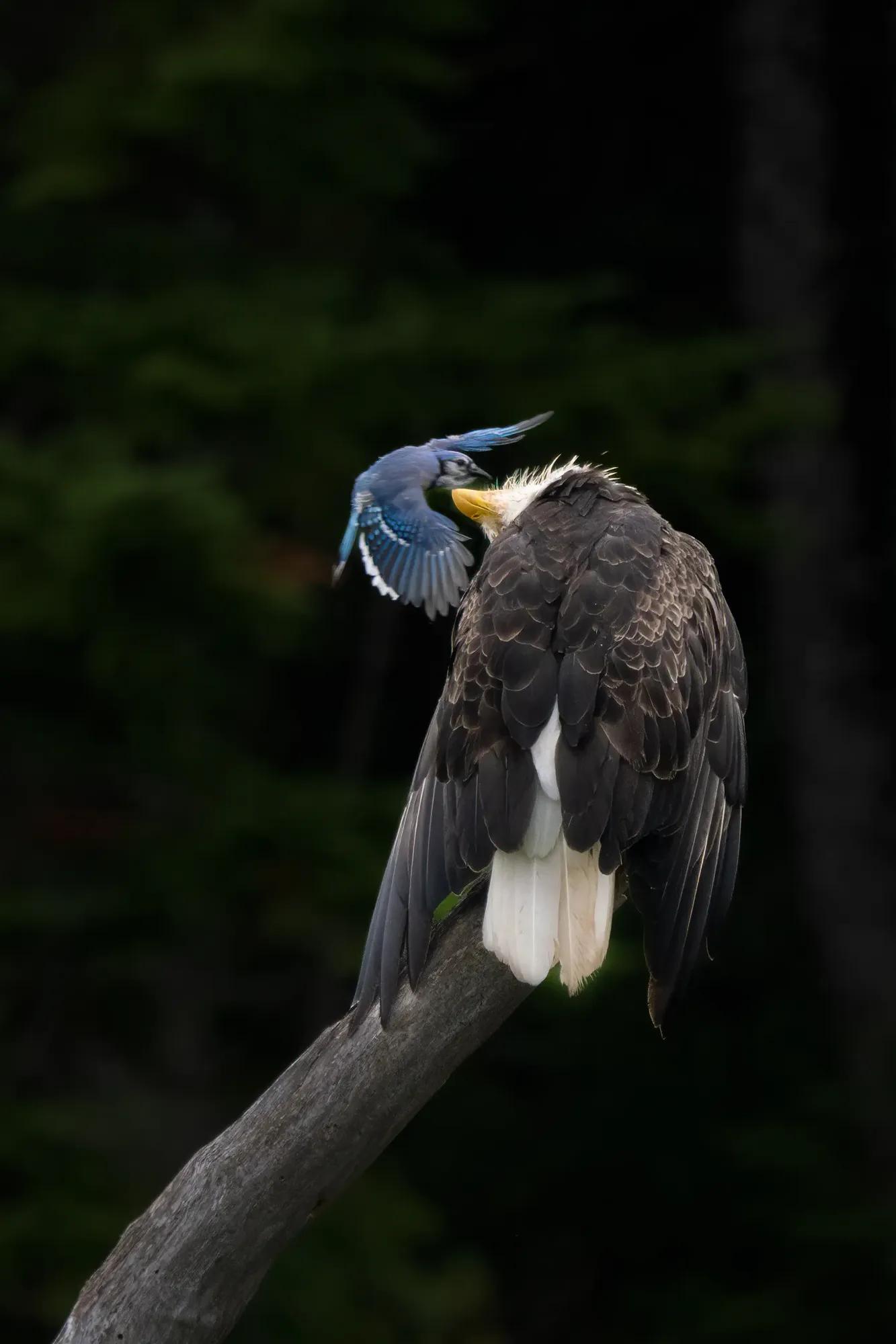 Birding Ambassador Gallery Emilie Image 3