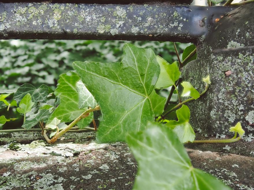 Photo of a leaf.