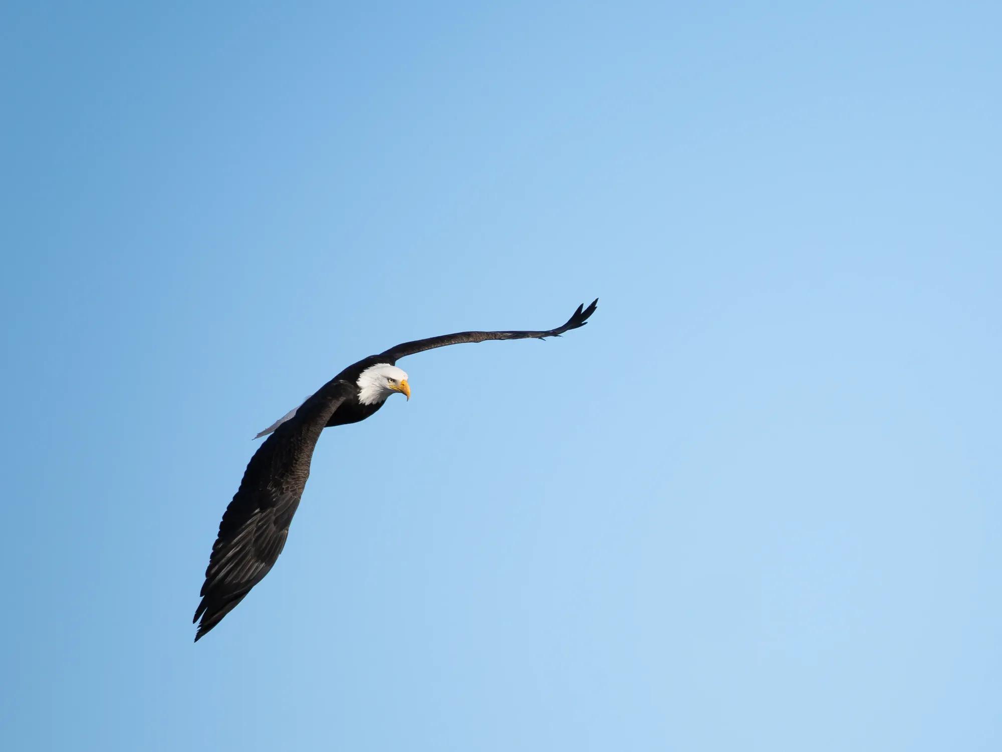 Birding Ambassador Gallery Tiffany Image 3