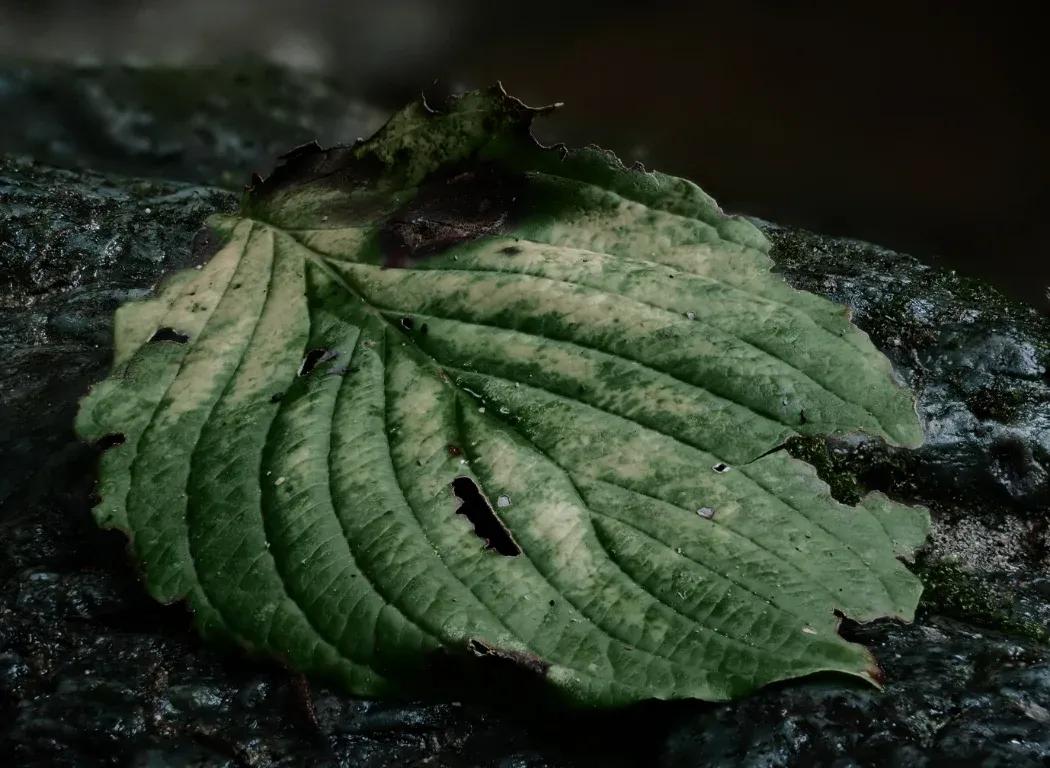 A shot using the Focus Stacking feature built into the OM SYSTEM OM-3 camera of a leaf on a rock.