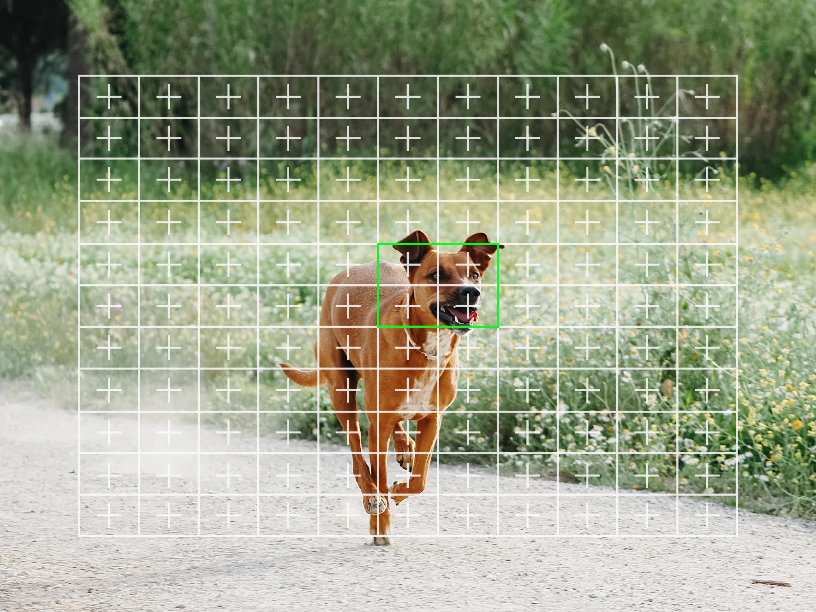 Dog running showing for phase detection works in cameras