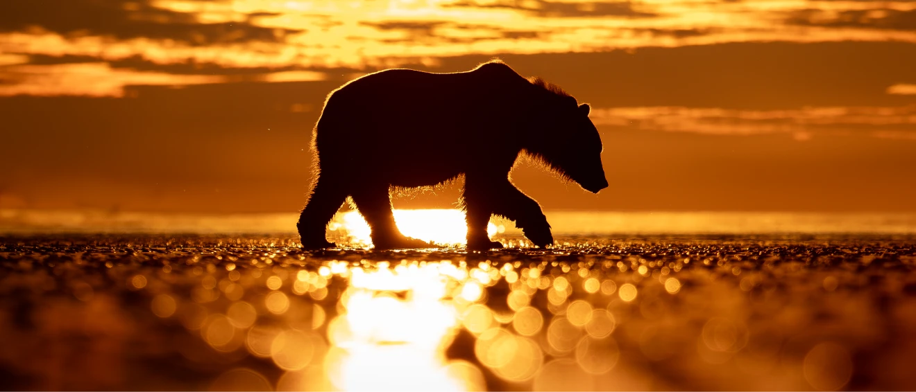 Bear silhouetted at sunset.