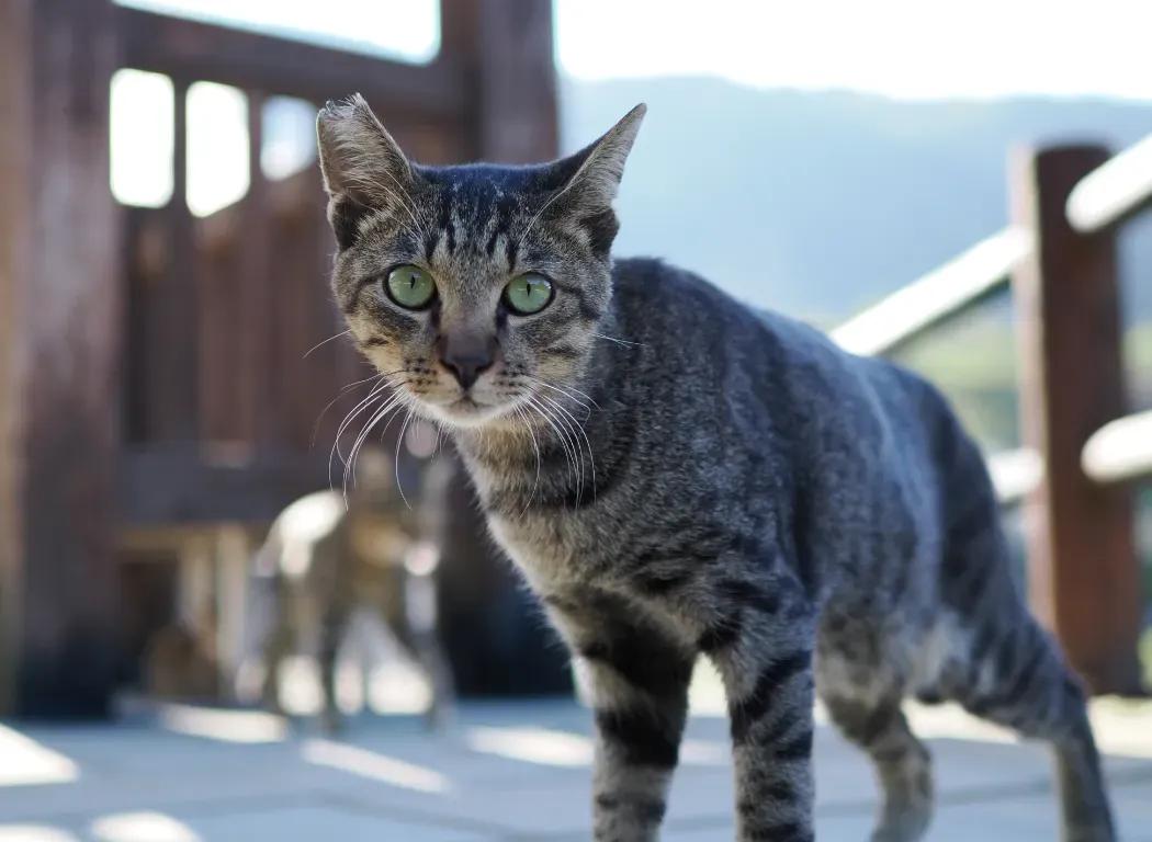 Photo of a cat shot down low on the cats level.