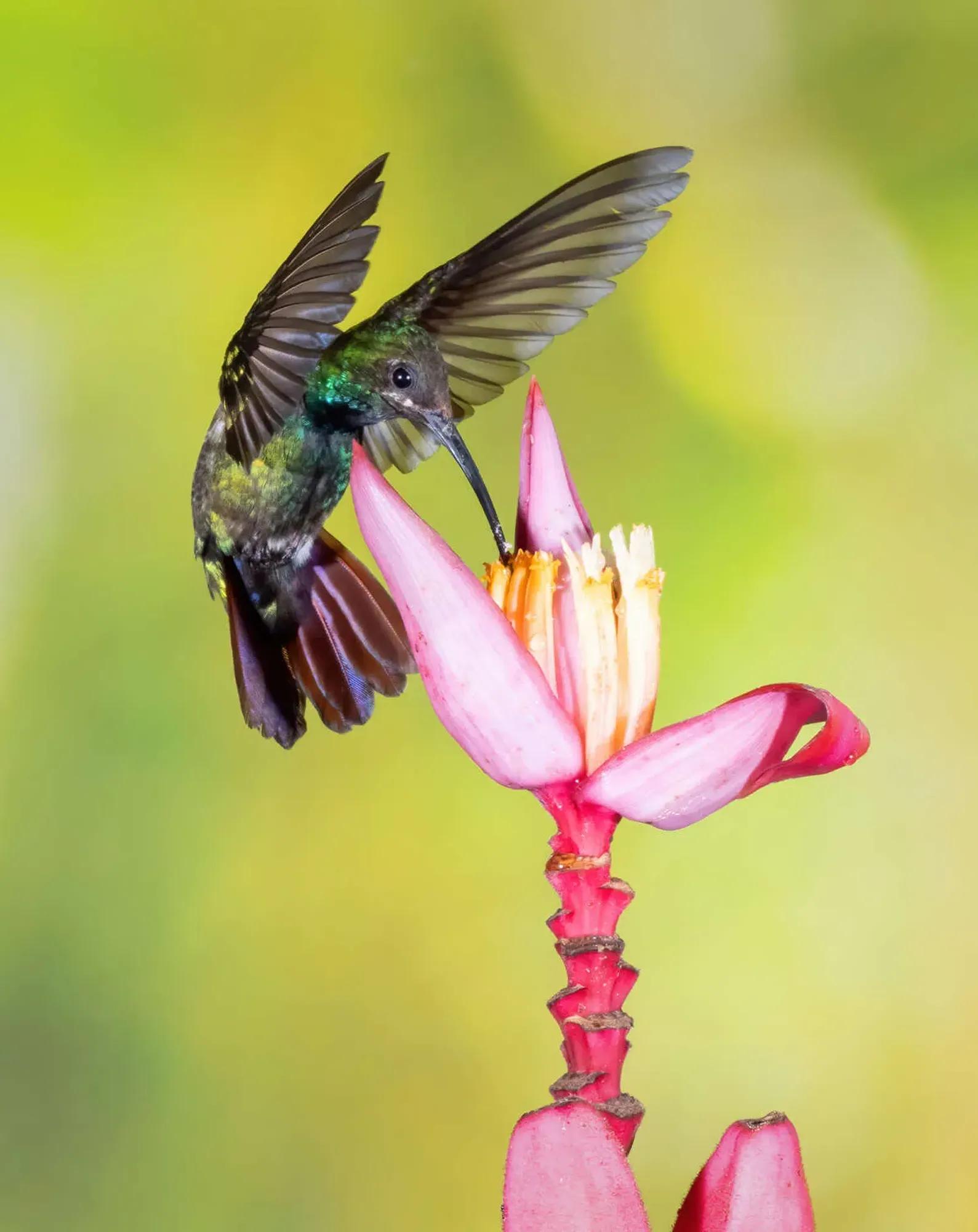 Birding Ambassador Gallery Eric Image 3