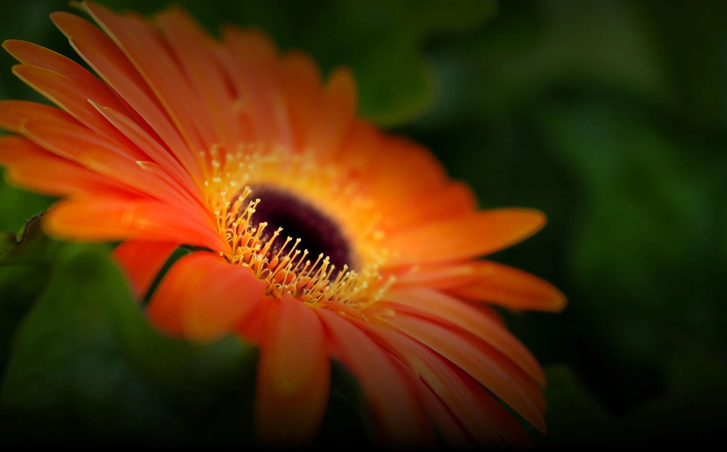 ■美品 OLYMPUS M.ZUIKO DIGITAL 25mm f1.8 Amazon.com : OM SYSTEM OLYMPUS M.Zuiko Digital 25mm F1.8