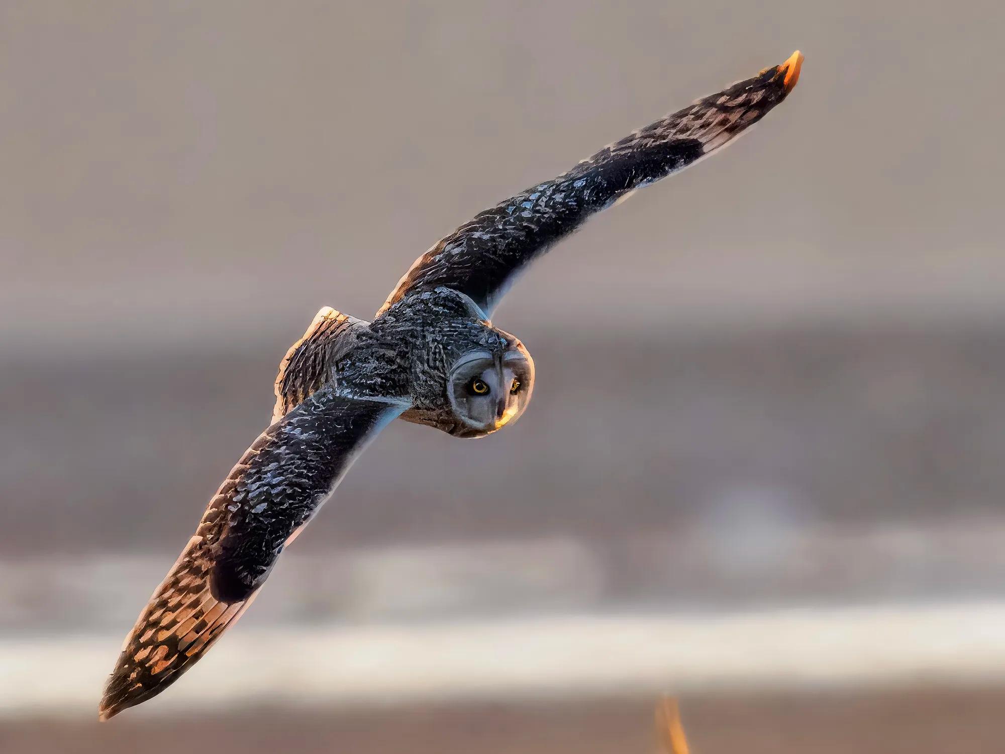 Birding User Gallery Al DeVore Image 2