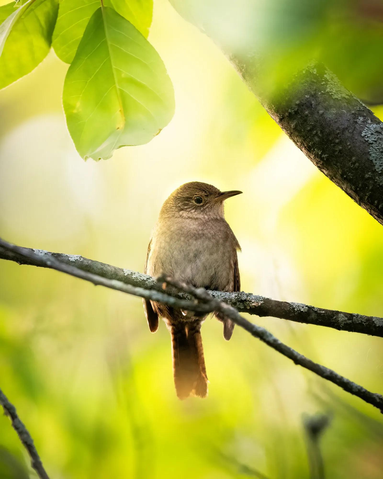 Birding Home Gallery Chris Image 2
