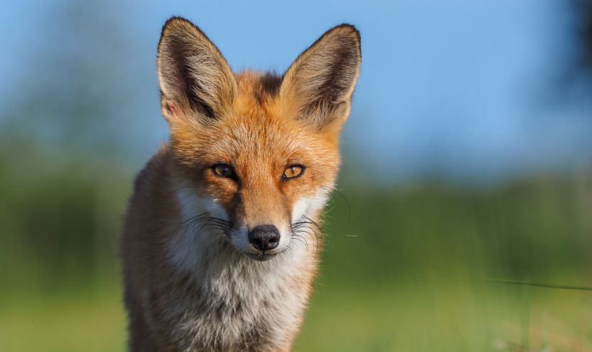 Telezoom Cashback Promotion