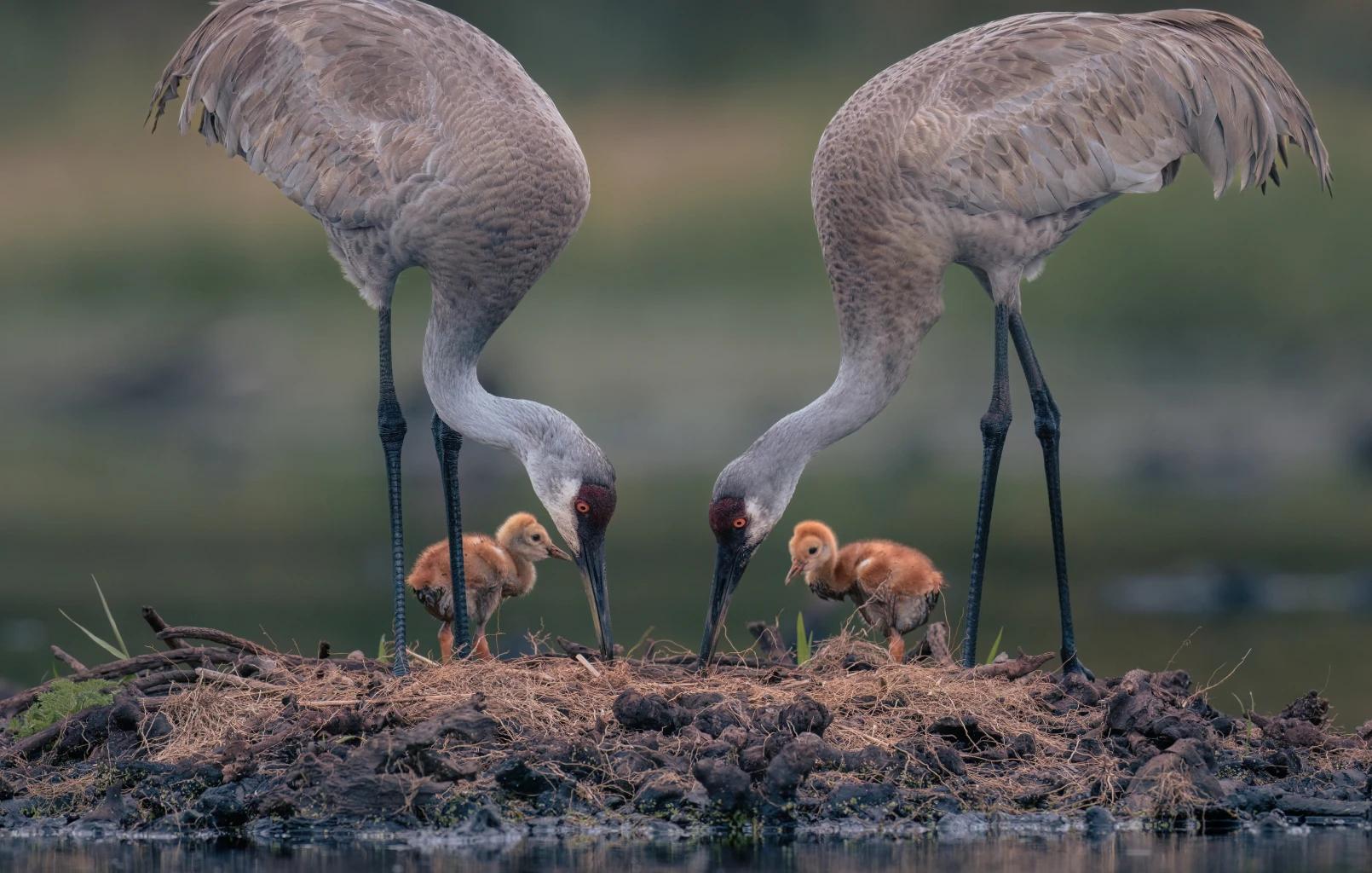 Bird parents in the nest with their young.