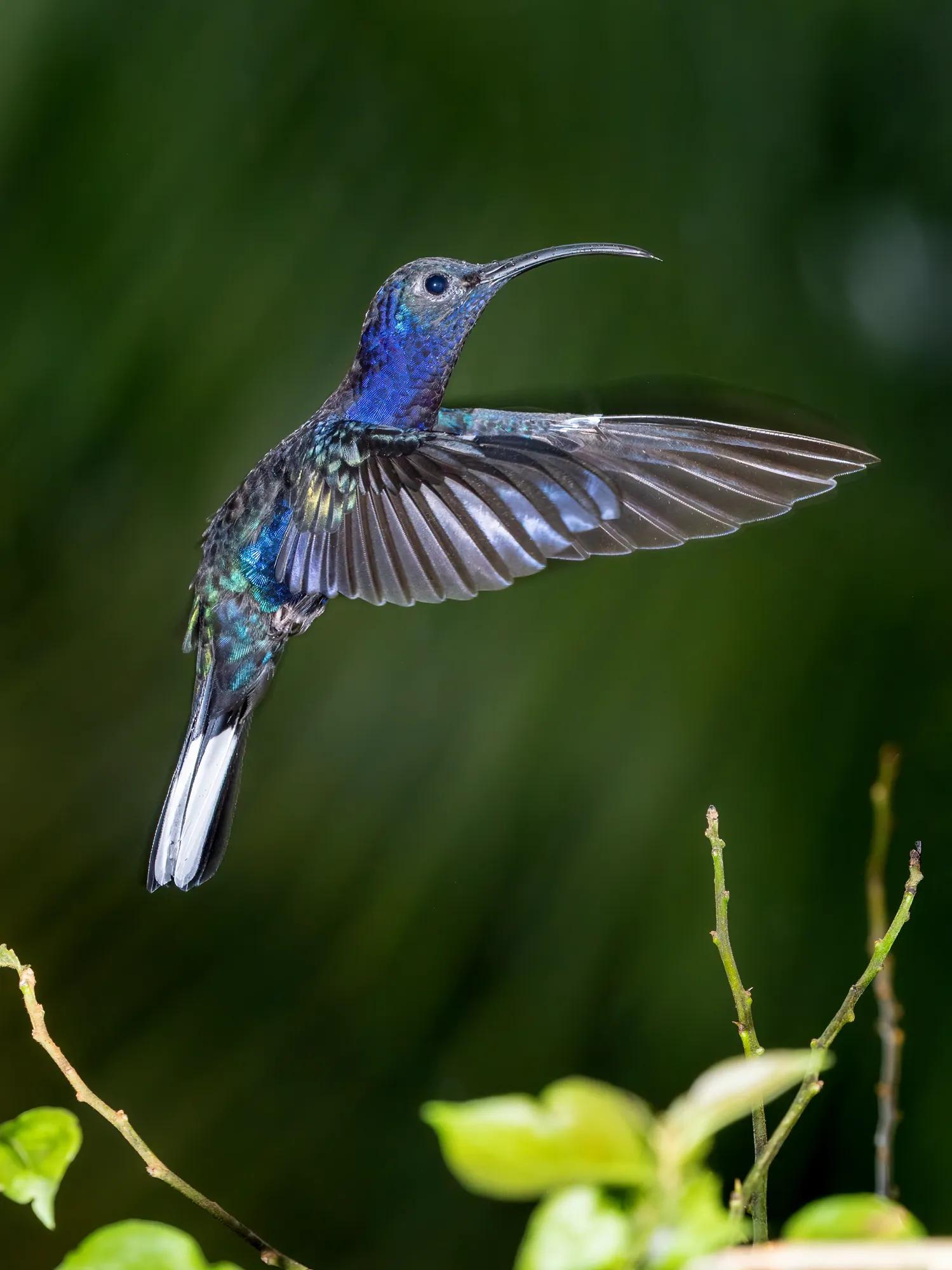 Birding Ambassador Gallery Eric Image 5