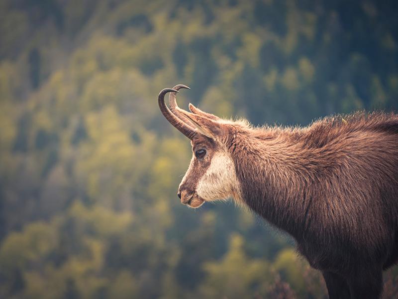 40-150mm F4.0-5.6 R - gallery - 02