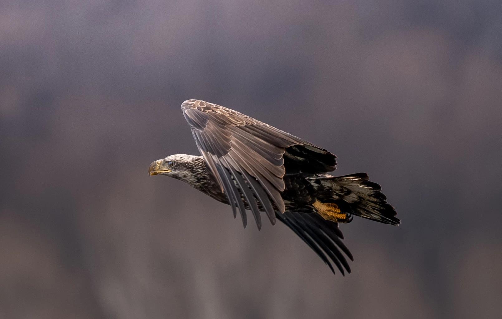 Bird in flight