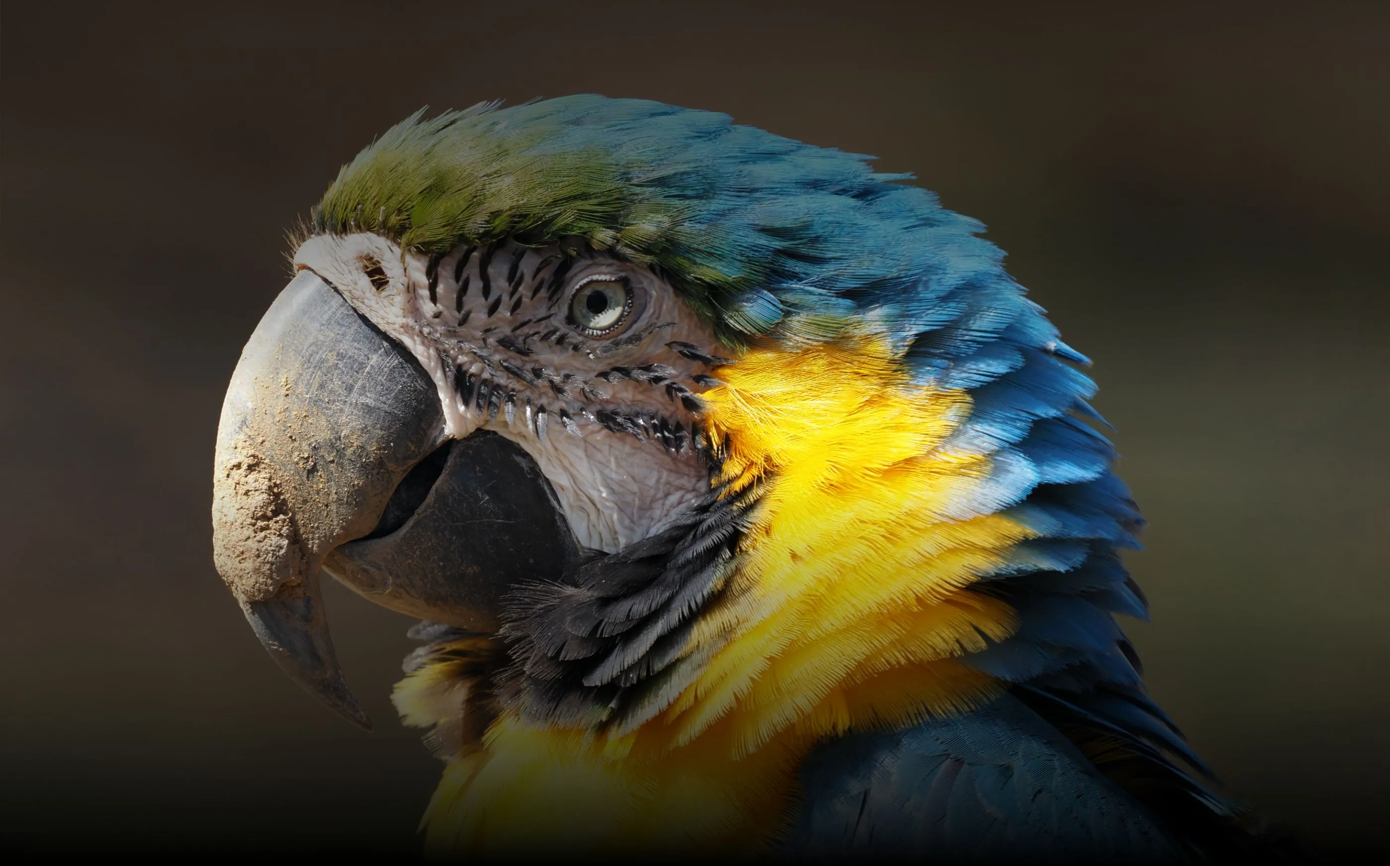 シナップス　OM135 120μ A3 200枚 シナップス OM135 120μ A3 200枚 シナップス OM135 120μ A3 200枚