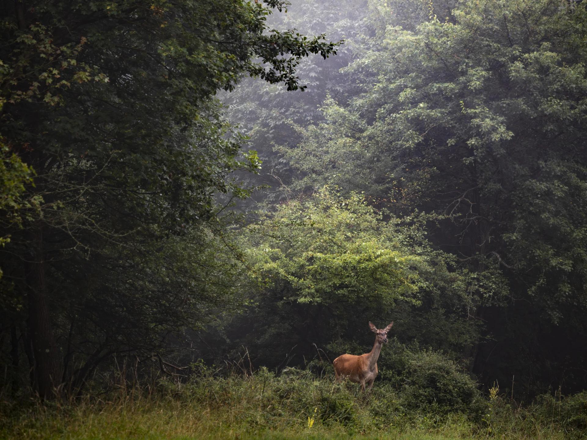 50-200mm F2-8 pro - gallery - image 4