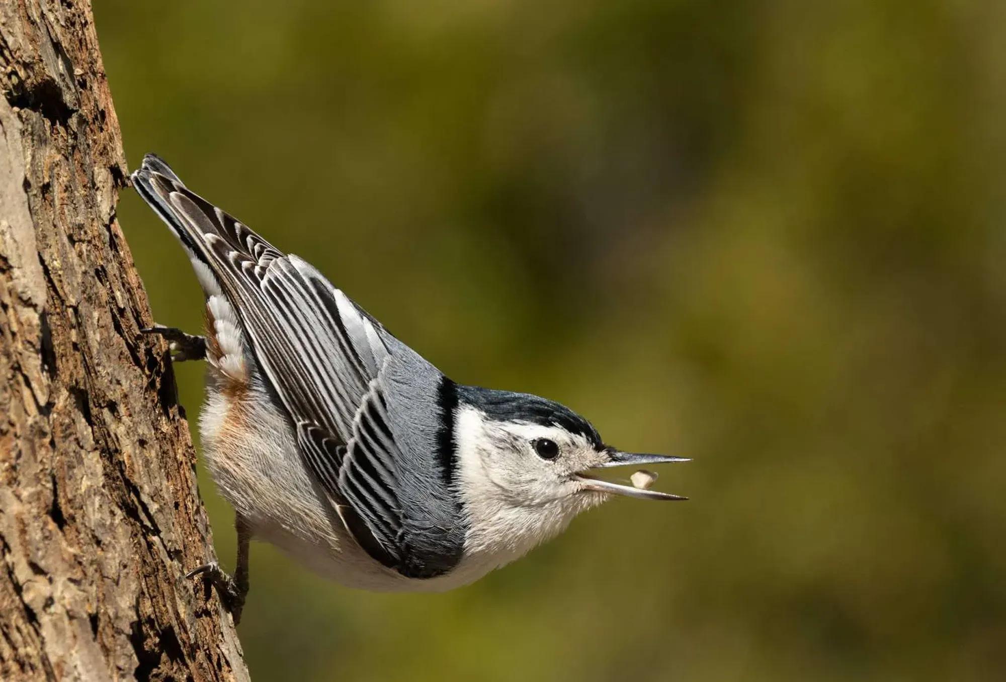 Birding Ambassador Gallery Lisa and Tom Image 5