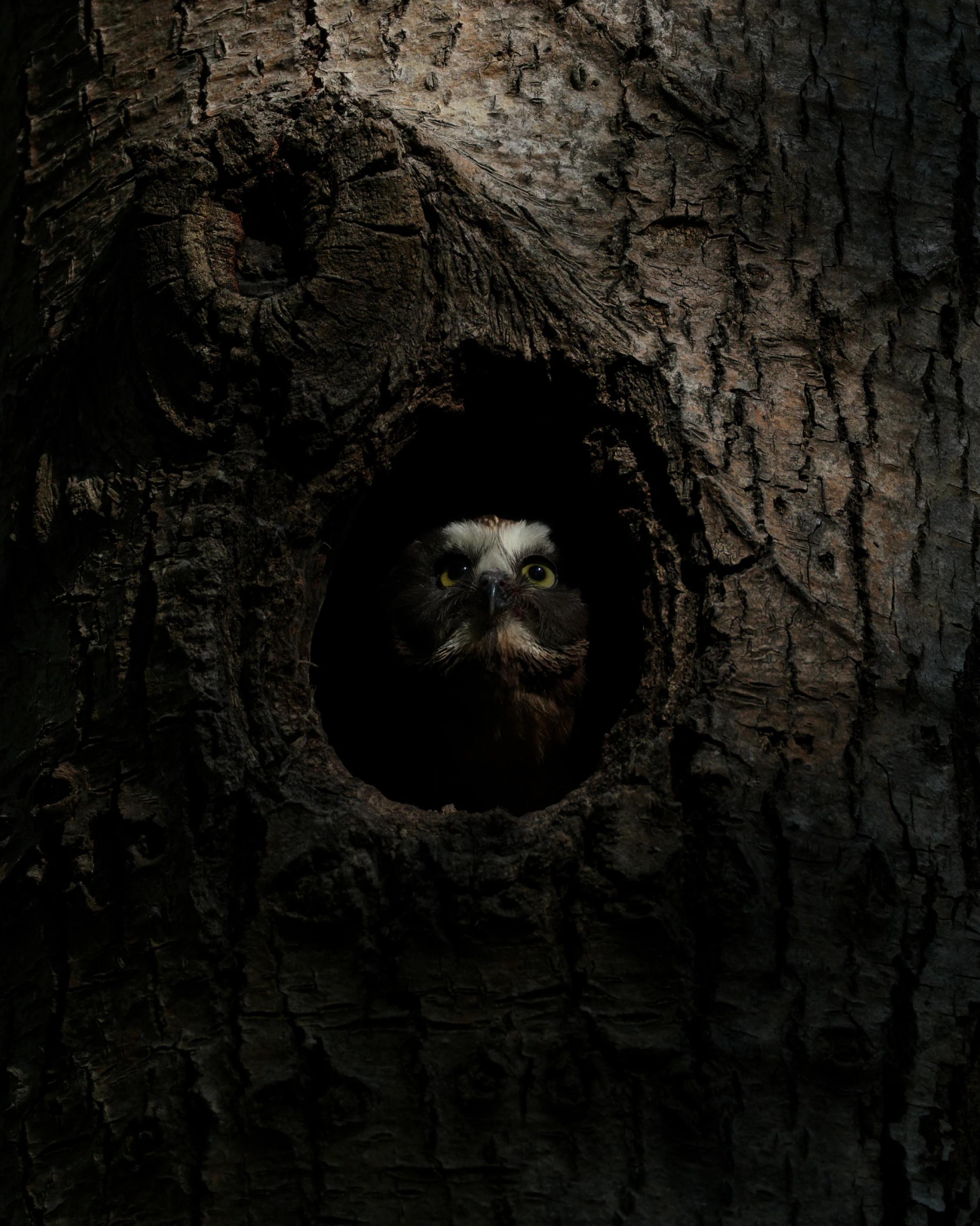Owl sitting in a hole in a tree looking out into nature.