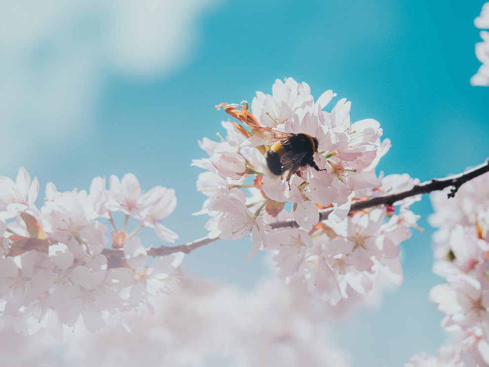 spring-cashback-2026-navi-menu