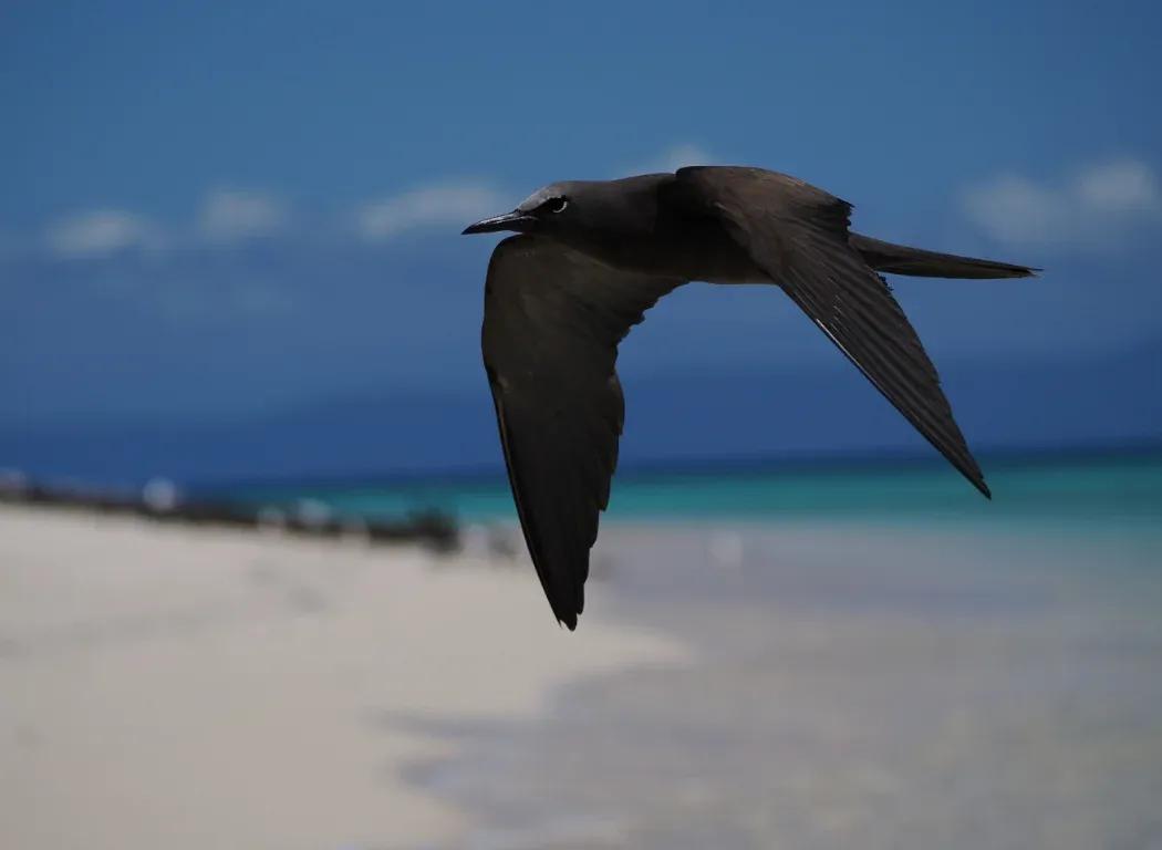 Photo of a shore bird in flight with the sand and water in the background.