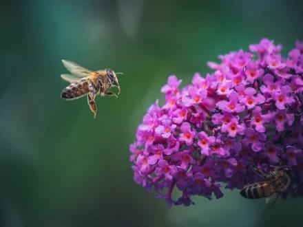 Abeille en vol, photo détaillée agrandie prise avec un objectif M.Zuiko ED 50-200mm F2.8 IS PRO.