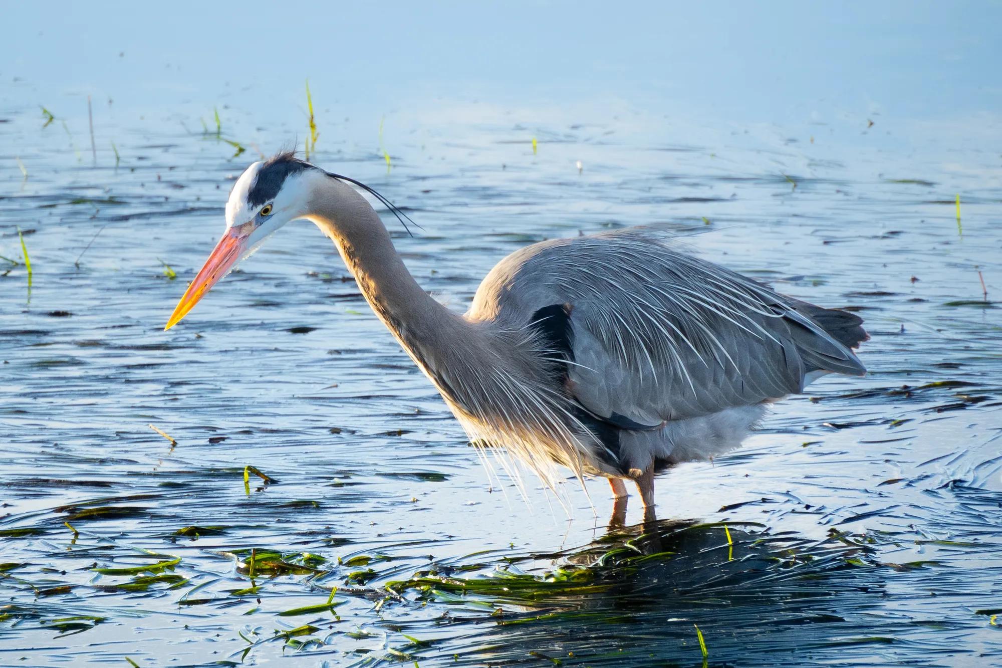 Birding User Gallery Olumbe Falu Image 3