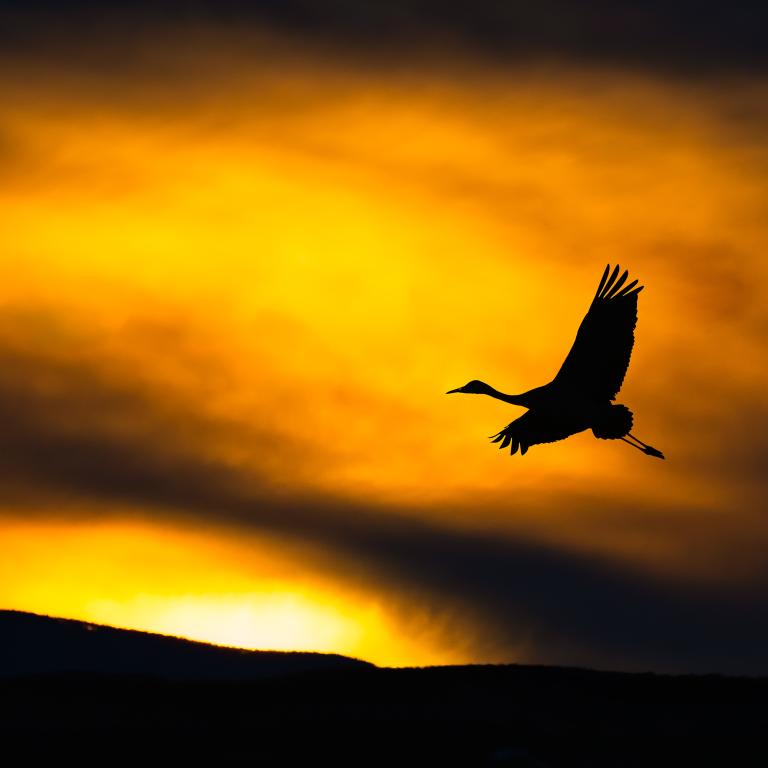 flying bird in desert with yello background