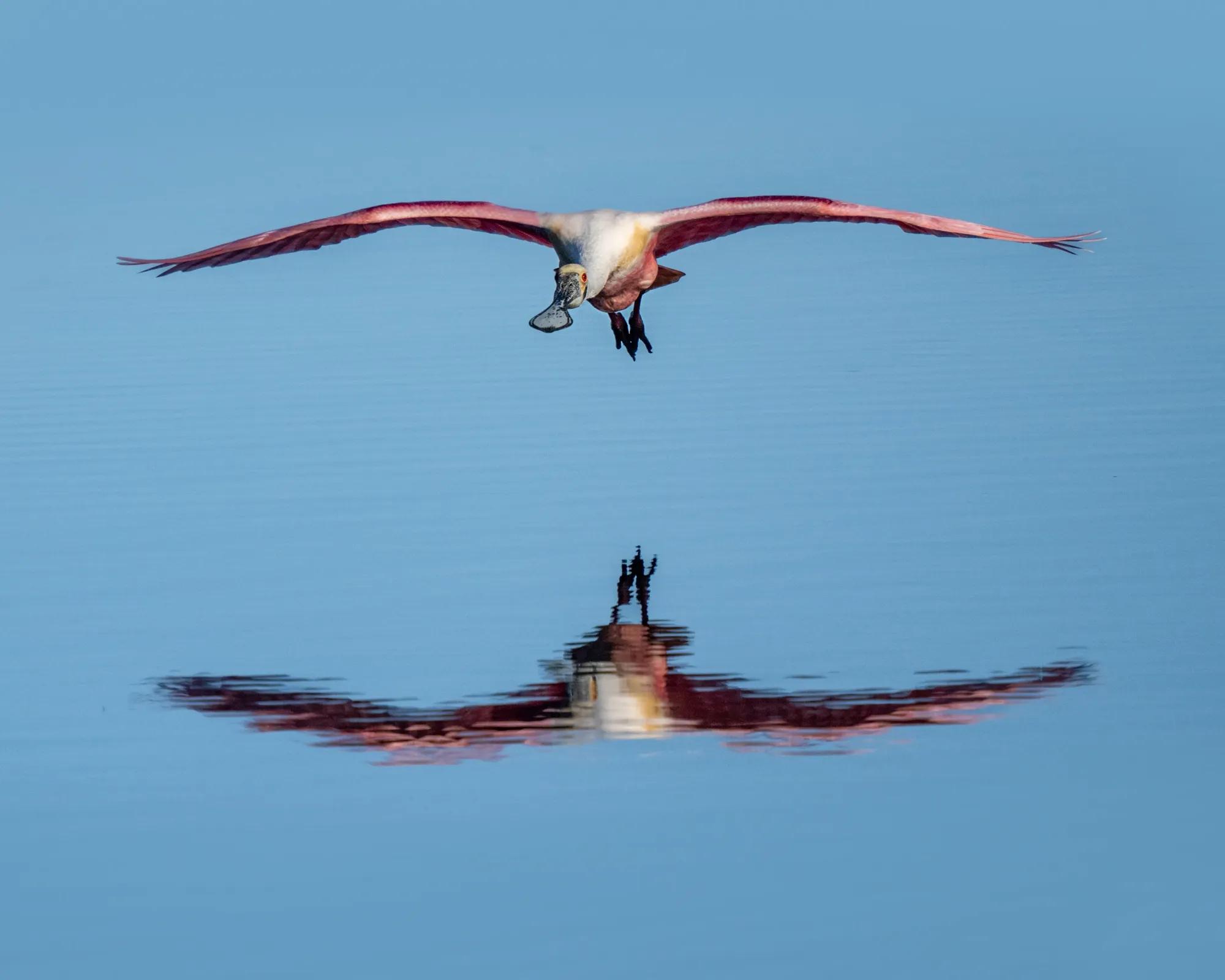 Birding Ambassador Gallery Lisa and Tom Image 2