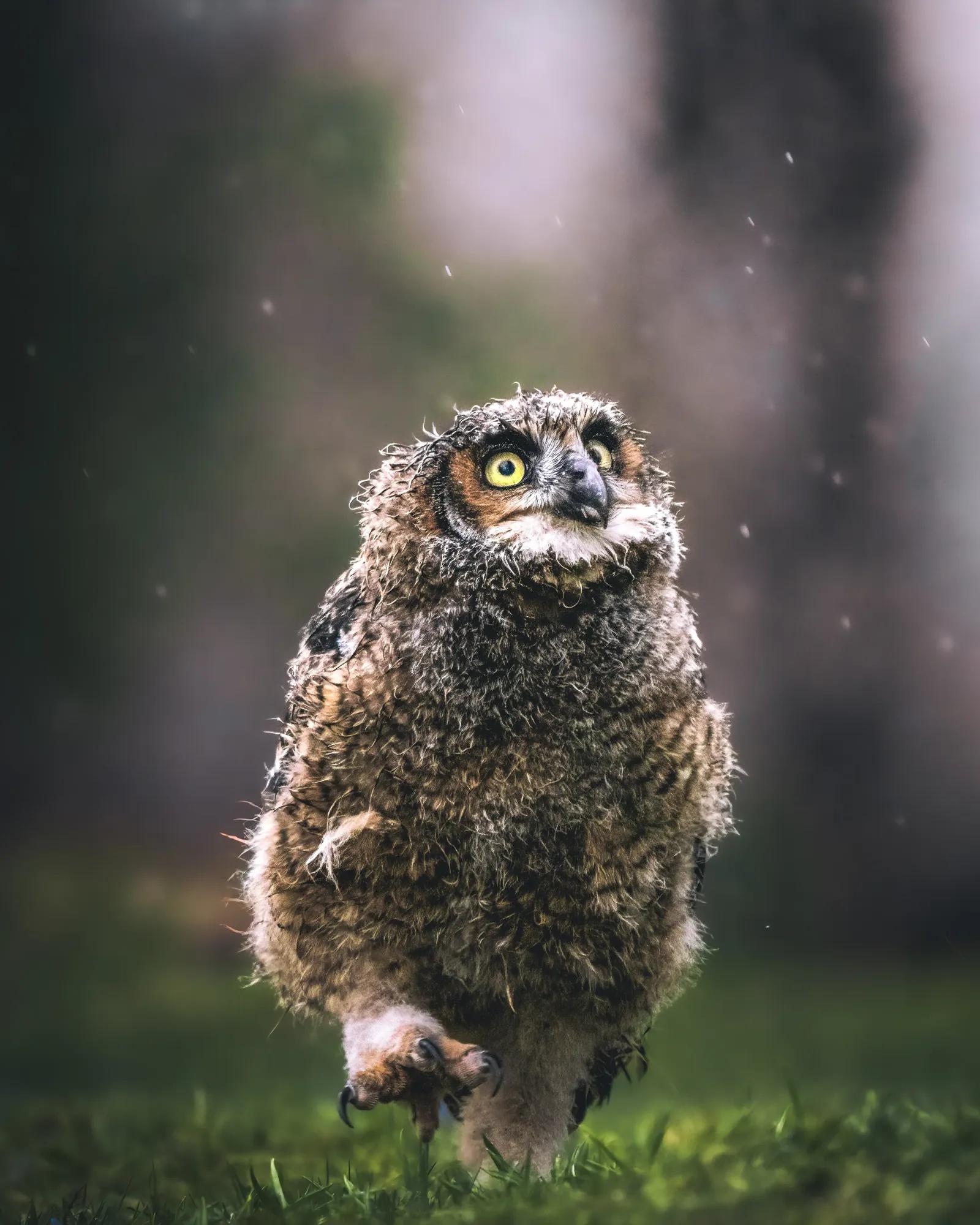 Birding Ambassador Gallery Chris Image 5