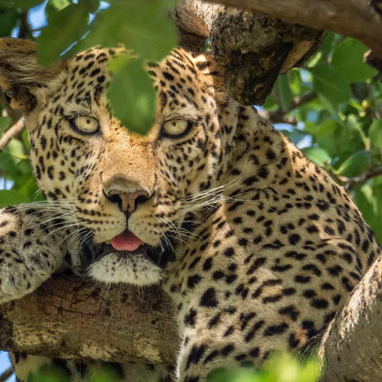 tiger looking at you while laying in the jungle