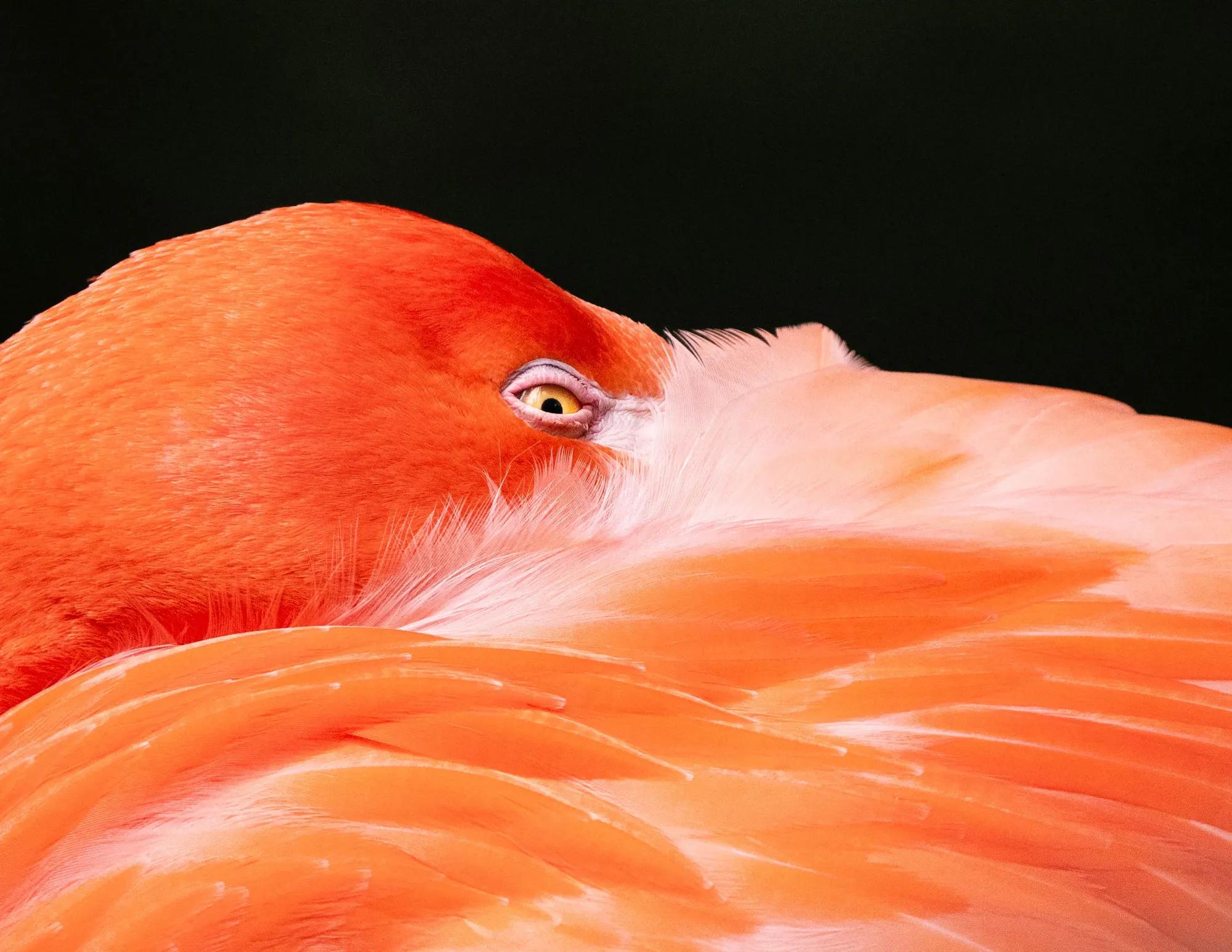 Birding Ambassador Gallery Emilie Image 4