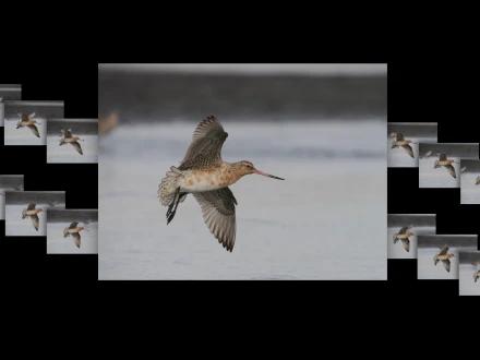 Oiseau en vol capturé avec Pro Capture.