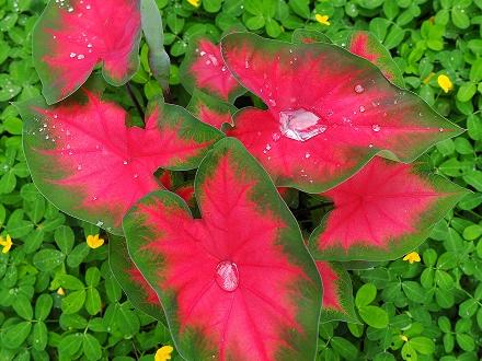 Red and green leaves with rain drops on them.