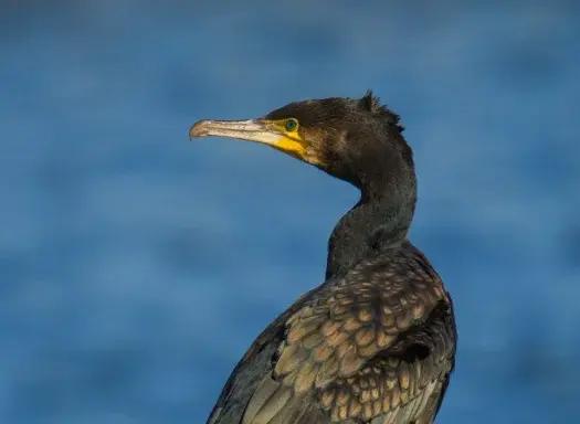 150-600mm-getting-closer_o_85
