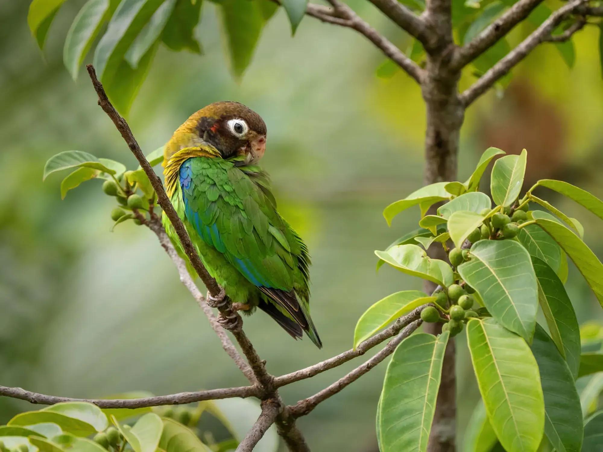 Birding Ambassador Gallery Eric Image 2