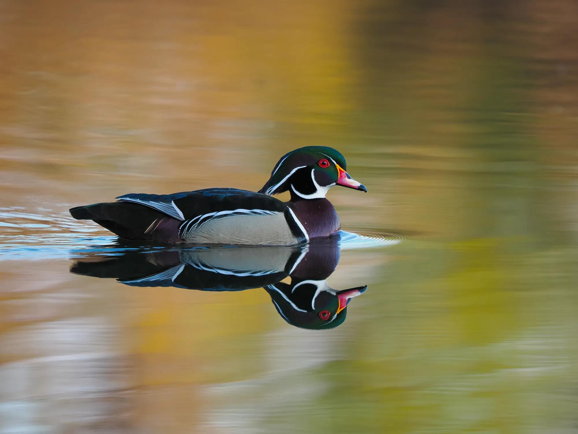 Birding Ambassador Gallery Emilie Image 5