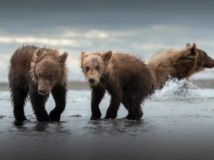 Des oursons marchant dans l'eau peu profonde du littoral pris en photo avec l'OM-1 Mark II et l'objectif M.Zuiko ED 50-200mm F2.8 IS PRO.