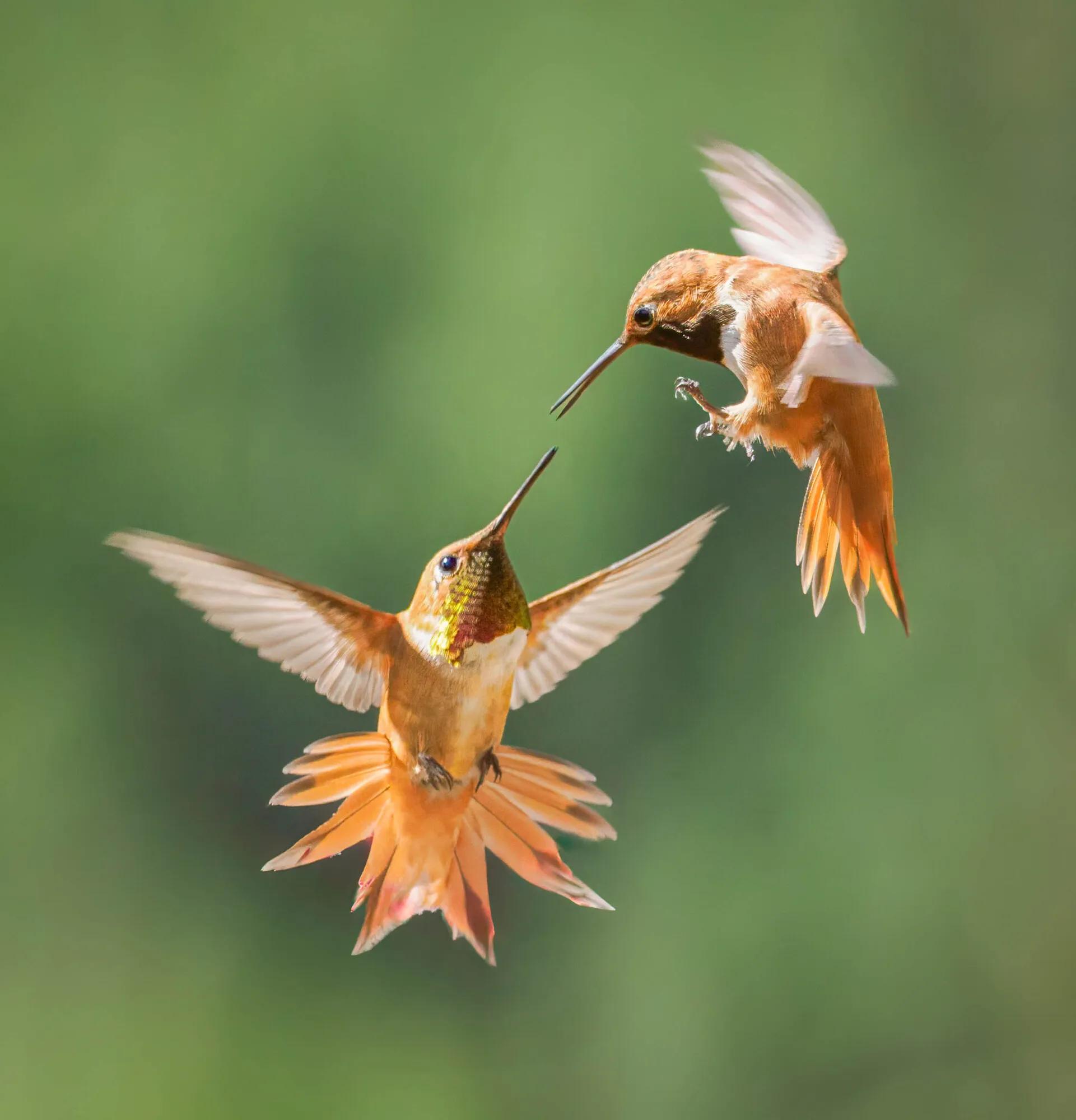 Birding User Gallery Ron Stinson Image 5